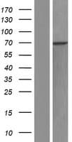RBM28 Protein (Over-Expression Lysate Myc-DDK (Flag))
