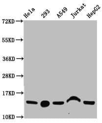 HIST1H2BN Antibody