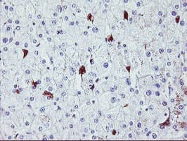NUCB1 / Nucleobindin Antibody (clone OTI1G3)