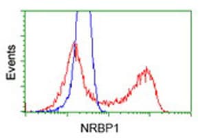 NRBP1 / NRBP Antibody (clone OTI4C1)