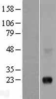 PLAC1 Protein (Over-Expression Lysate Myc-DDK (Flag))