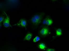 CYP1A2 Antibody (clone OTI15E2)