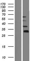 FAM90A9 Protein (Over-Expression Lysate Myc-DDK (Flag))