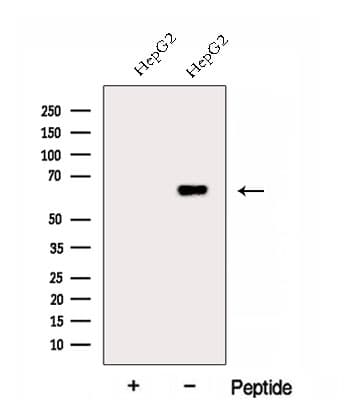 FARSB Antibody