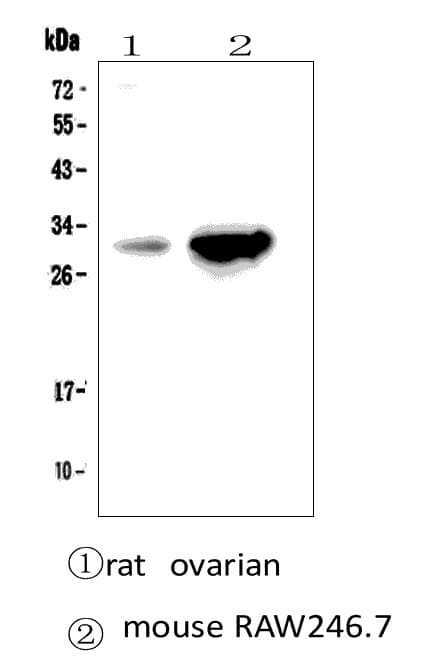 LGALS3 / Galectin 3 Antibody (aa139-250)