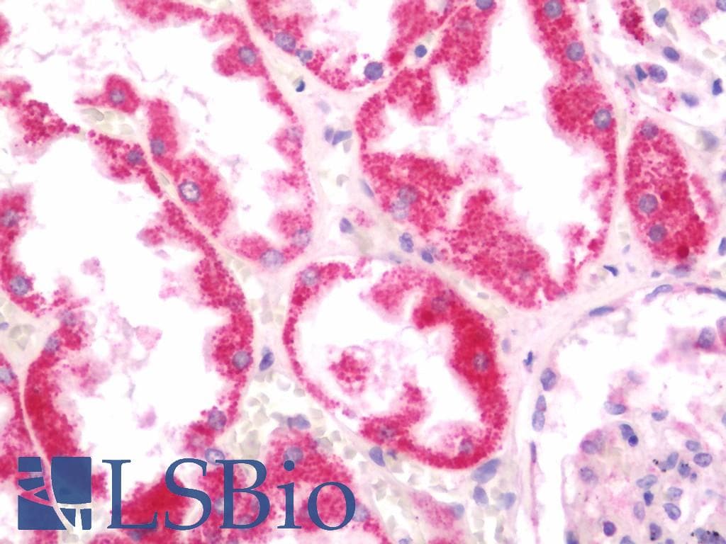 IHC-plus™ GJB2 / CX26 / Connexin 26 Antibody