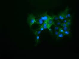 KEAP1 Antibody (clone OTI1G2, Carrier-free)