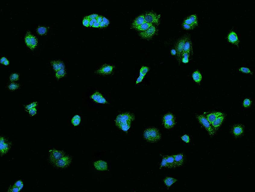 Polyclonal Rabbit anti-Human DRD1 / Dopamine Receptor D1 Antibody (IHC, IF)