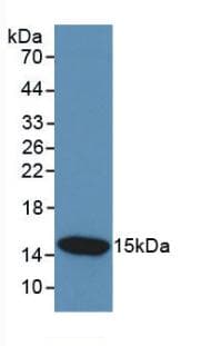CST3 / Cystatin C Antibody