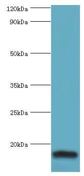 LGALS2 / Galectin 2 Antibody (aa1-132)