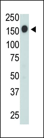 CD45 / LCA Antibody (aa1245-1275)
