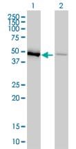 Monoclonal Mouse anti-Human EF1G / EEF1G Antibody (clone 3F11-1A10, IF, WB)