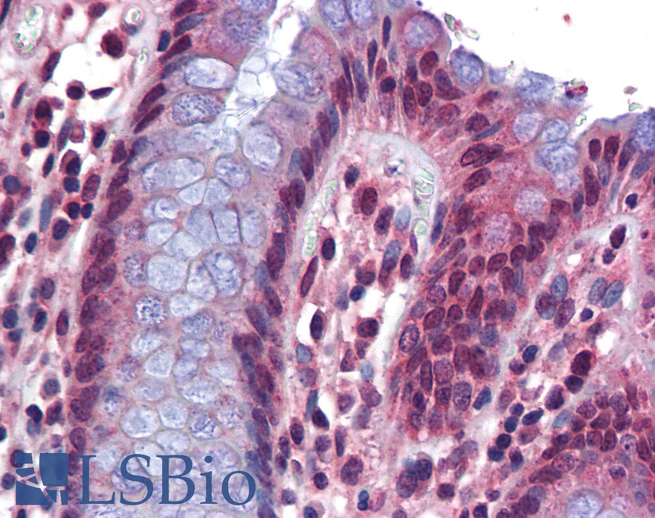 SRSF4 / SFRS4 Antibody (aa359-408)