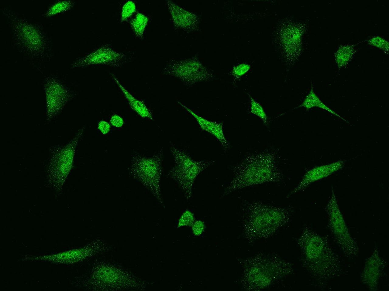 UFD1L Antibody