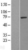 SRPK1 Protein (Over-Expression Lysate Myc-DDK (Flag))