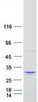 Human TP73-AS1 / KIAA0495 Protein (Recombinant Myc-DDK (Flag))