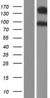 Human CDH10 / Cadherin 10 Protein (Over-Expression Lysate Myc-DDK (Flag))