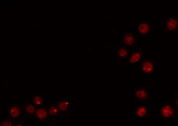 SOX9 Antibody