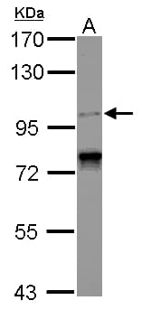 SPICE1 / CCDC52 Antibody (C-Terminus)