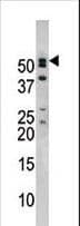 NUP50 Antibody (aa432-461)