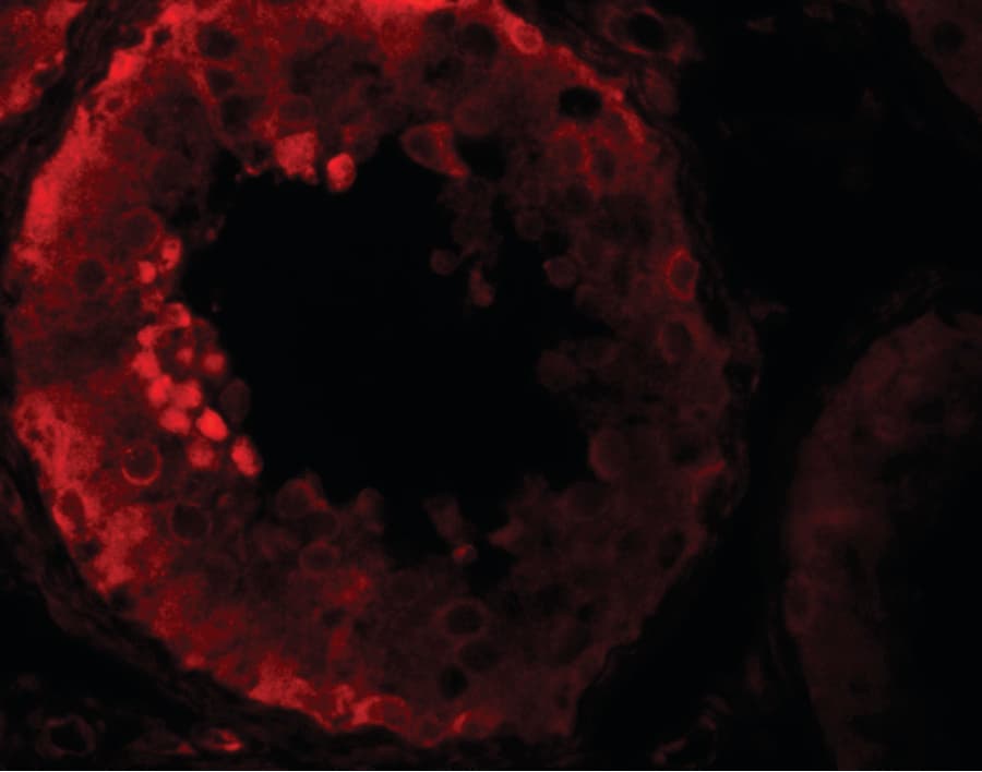 NLRP9 Antibody