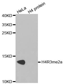 Polyclonal Rabbit anti-Human Histone H4 Antibody (Asym-Di-Methyl-Arg3, IHC, IF, WB)