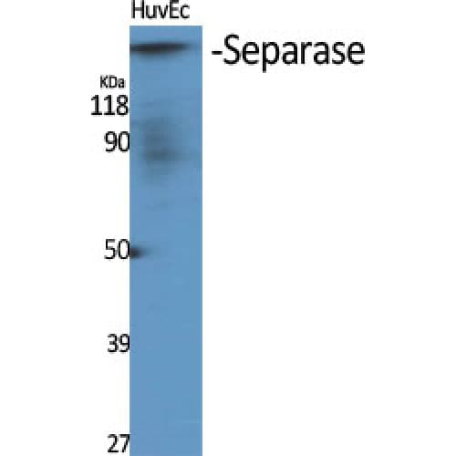 ESPL1 / Separase Antibody (740-820 aa)