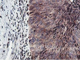 ERI1 / HEXO Antibody (clone OTI1B3)