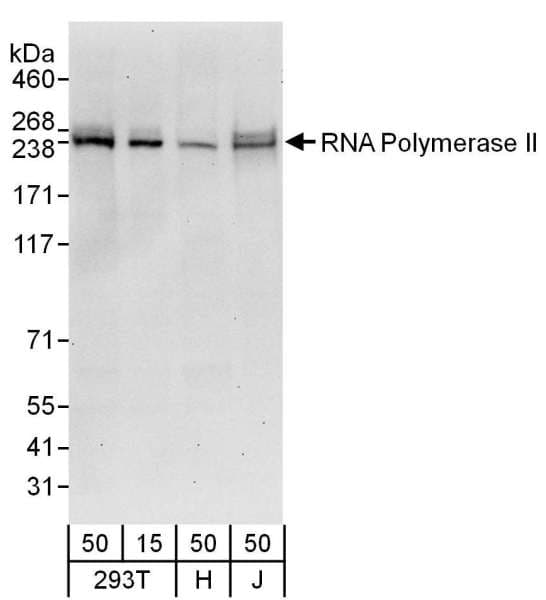 POLR2A / RNA polymerase II Antibody (C-Terminus)