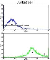 CD8B / CD8 Beta Antibody (aa64-92)