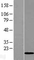 GOLGA7B Protein (Over-Expression Lysate Myc-DDK (Flag))