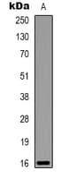 LALBA / Alpha Lactalbumin Antibody