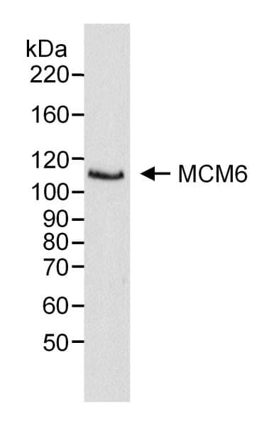 MCM6 Antibody (aa775-C-term)