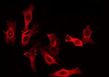 PEX10 Antibody