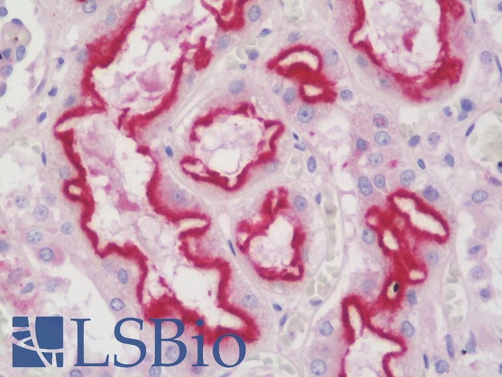 IHC-plus™ ARL10 Antibody (aa150-176)