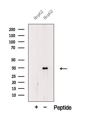 TRA2B / SFRS10 Antibody