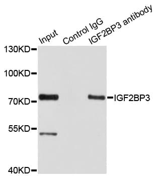 IMP-3 / IGF2BP3 Antibody