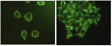 MAPK10 / JNK3 Antibody (clone 10E4A4)