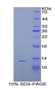 Mouse AIF1 / IBA1 Protein (Recombinant His)