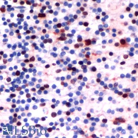 SOX2 Antibody (N-Terminus, clone SP76)