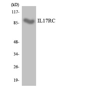 IL17RC Antibody (aa702-751)