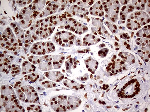MEIS1 Antibody (aa176-390, clone OTI2A3)