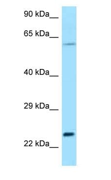 RAC2 Antibody (C-Terminus)