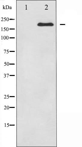 BRCA1 Antibody