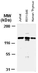 APAF1 / APAF-1 Antibody