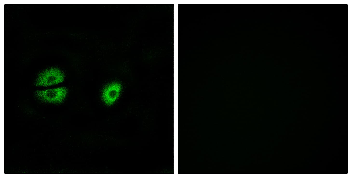 MRPS22 Antibody (aa231-280)