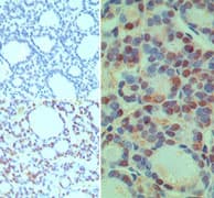 CUEDC2 Antibody (aa50-100)