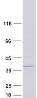 Human FAM110A Protein (Recombinant Myc-DDK (Flag))