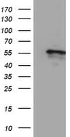 CYP2A6 Antibody (clone OTI3C1)