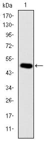 CRK Antibody (clone 3G11C1)